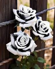 Black and White Rose Flower Seeds for Planting – Heirloom Non-GMO High Germination Organic Garden Seeds