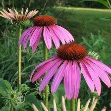 Echinacea Purpurea Flower Seeds for Planting – Wildflower Mix, Heirloom, Non-GMO, High Germination