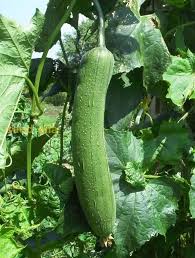 Towel Gourd Vegetable Seeds for Planting – Heirloom & Non-GMO Garden Seeds