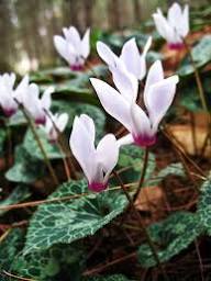 Lavender White Cyclamen Flower Seeds for Planting – Heirloom, Non-GMO, High Germination Organic Garden Seeds