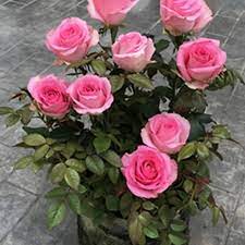 Pink Rose Flower Seeds for Planting – Heirloom, Non-GMO, High Germination Organic Garden Seeds