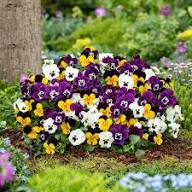 Violet Yellow Pansy Flower Seeds for Planting - Heirloom, Non-GMO, High Germination Organic Garden Seeds
