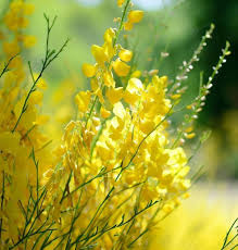 Heirloom Spartium Flower Seeds – Non-GMO, High Germination Organic Garden Seeds