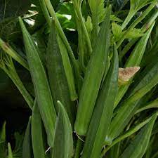 Vegetable Seeds,Garden seeds, Seeds For Planting,Plant Seeds