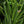 Vegetable Seeds,Garden seeds, Seeds For Planting,Plant Seeds