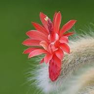 Hildewintera Colademononis Flower Seeds for Planting – Heirloom, Non-GMO, Pollinator-Friendly Seeds