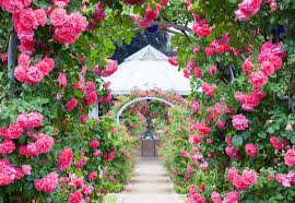Home Garden Rose Flower Seeds for Planting Mixed – Fragrant Blossoms, Heirloom & Non-GMO, High Germination Organic Garden Seeds