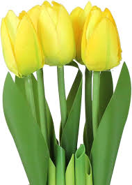 Green Yellow Tulip Flower Seeds for Planting – Pollinator Friendly, Heirloom, GMO Free Organic Garden Seeds