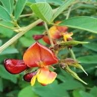 Cajanus Flower Seeds for Planting – Heirloom, Non-GMO, High Germination Organic Garden Seeds
