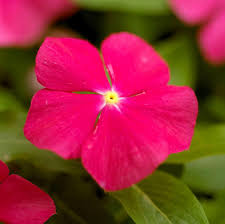 Dark Pink Vinca Flower Seeds for Planting – Heirloom, Non-GMO, High Germination Organic Garden Seeds