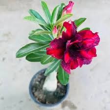 Adenium Flower seeds for Planting – Fragrant Blossoms, Heirloom & GMO Free Seeds for Home Garden, High Germination