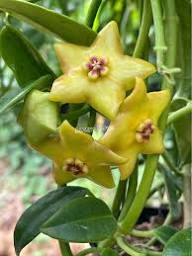 Hoya Kerrii Flower Seeds for Planting – Drought Tolerant Heirloom Non-GMO Organic Garden Seeds