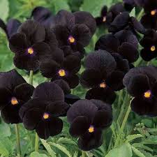Flower Seeds, Seeds,Seeds For Planting,Plant Seeds