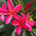 Deep Pink Egg Flower Seeds for Planting – Heirloom, Non-GMO, High Germination Organic Garden Seeds