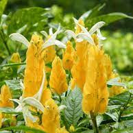 Flower Seeds, Seeds,Seeds For Planting,Plant Seeds