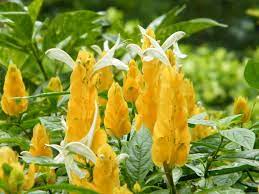 Flower Seeds, Seeds,Seeds For Planting,Plant Seeds