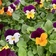 Viola Red Blue Flower Seeds for Planting – Heirloom Non-GMO High Germination Organic Garden Seeds