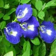 Blue Clitoria ternatea Flower Seeds for Planting | Heirloom Non-GMO High Germination Organic Garden Seeds