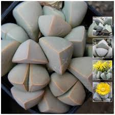Sea Green Lapidaria Margaretae Flower Seeds for Planting – Heirloom, Non-GMO, High Germination Organic Garden Seeds