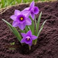 Narcissus Tazetta Flower Seeds for Planting - Heirloom, Non-GMO, High Germination Organic Garden Seeds