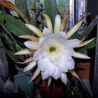 Epiphyllum Orchid Flower Seeds for Planting | Heirloom Non-GMO High Germination Organic Garden Seeds