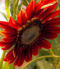 Red SunFlower Seeds for Planting – Vibrant Colors Heirloom Non-GMO GMO Free Seeds for Home Garden