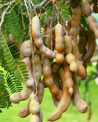 Brown Tamarind Seeds for Planting – Heirloom Non-GMO Tangy Fruit Vegetable Garden Seeds with High Germination