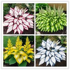 Hosta Seeds for Planting – Drought Tolerant, Heirloom & Non-GMO Organic Garden Seeds