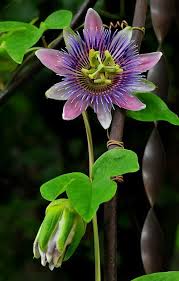 Passion Flower Seeds for Planting – Long Bloom Season Heirloom Non-GMO Organic Garden Seeds