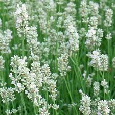 White Provence Lavender Flower Seeds for Planting | Heirloom Non-GMO High Germination