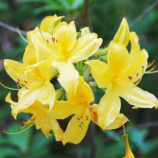 Light Yellow Azalea Flower Seeds for Planting – Easy to Grow, Heirloom & Non-GMO for Home Garden