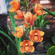Orange Cymbidium Orchid Flower Seeds for Planting | Heirloom Non-GMO Organic Garden Seeds