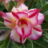 Pink White Adenium Flower Seeds for Planting - Heirloom, Non-GMO, High Germination Organic Garden Seeds