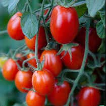 Red Grape Cherry Tomato Vegetable Seeds for Planting – Heirloom & Non-GMO Garden Seeds