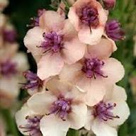 Antique Rose Verbascum Flower Seeds for Planting – Heirloom, Non-GMO, Cottage Garden Essential