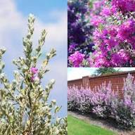 Sage Flower Seeds for Planting – Heirloom, Non-GMO, Hardy Organic Garden Seeds