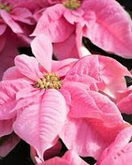 Mixed Poinsettia Flower Seeds for Planting – Heirloom, Non-GMO, Shade Tolerant Organic Garden Seeds