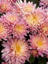 Chrysanthemum Pink Yellow Flower Seeds for Planting | Heirloom Non-GMO Organic Garden Seeds High Germination