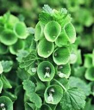 Shell Flower Seeds for Planting - Premium Quality, Heirloom, Non-GMO, High Germination Organic Garden Seeds