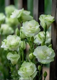 Yellow Lisianthus Flower Seeds for Planting | Heirloom Non-GMO Organic Garden Seeds, Cottage Garden Essential, High Germination