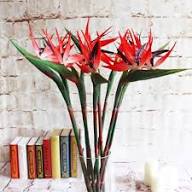 Red Strelitzia Flower Seeds for Planting – Heirloom, Non-GMO, High Germination Organic Garden Seeds