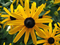 Rudbeckia Flower Seeds for Planting – Heirloom, Non-GMO, High Germination Organic Garden Seeds