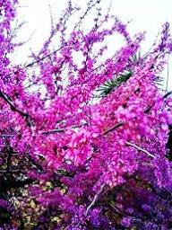 Pink Canadensis Flower Seeds for Planting – Low-Maintenance Heirloom, Non-GMO, High Germination Garden Seeds