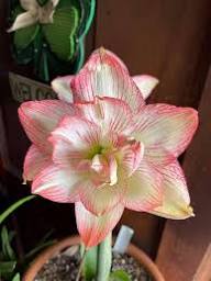 Red White Hippeastrum Rutilum Flower Seeds for Planting – Fragrant Blossoms, Heirloom, Non-GMO, Organic Garden Seeds