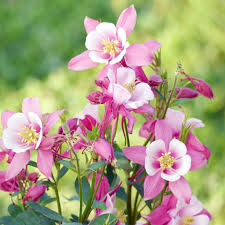 White Pink Aquilegia Flower Seeds for Planting | Heirloom Non-GMO High Germination Organic Garden Seeds