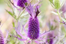 Flower Seeds, Seeds,Seeds For Planting,Plant Seeds