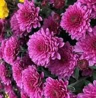 Chrysanthemum Flower Seeds for Planting – Heirloom, Non-GMO, Long Bloom Season, High Germination