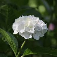 Khaki Hydrangea Flower Seeds for Planting – Heirloom, Non-GMO, High Germination Organic Garden Seeds