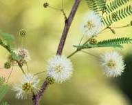 Green Desert Fern Flower Seeds for Planting – Heirloom, Non-GMO, High Germination Organic Garden Seeds
