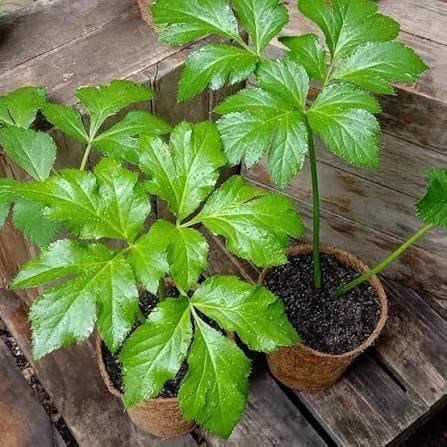 Ashitaba Seeds 